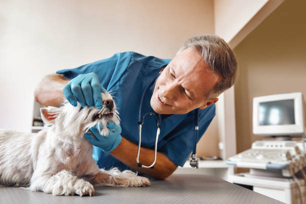 Best Mobile Emergency Dentist in Sachse, TX